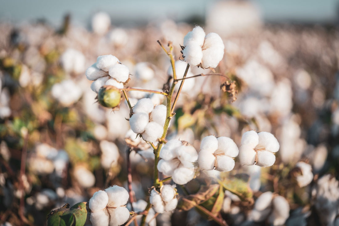 Bio‑Baumwoll‑Jersey – so sanft ist Nachhaltigkeit für Babyhaut