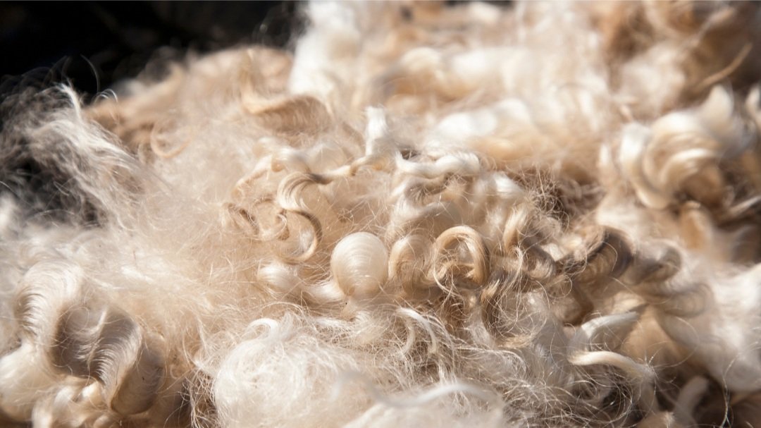 Ist Wolle nachhaltig? – Ein ehrlicher Vergleich mit Bio‑Baumwolle & Tencel™